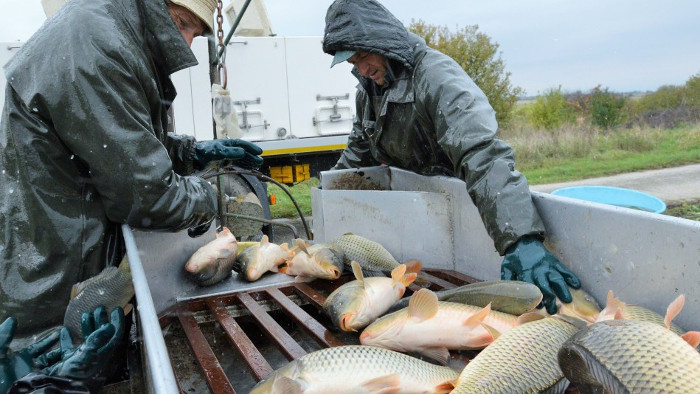 La pesca de las carpas para la Navidad 2020