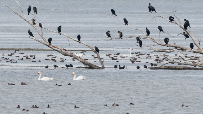 Vogelschutz: Orava-Stausee bekommt eine neue künstliche Insel