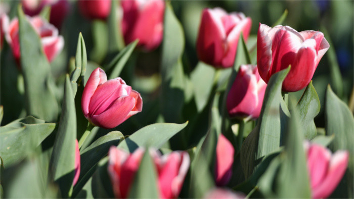 Odkiaľ prišiel na naše územie obľúbený tulipán?