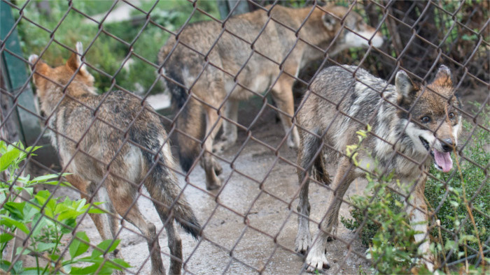 El lobo podría convertirse en una especie protegida en nuestro país