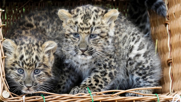 Leopard čínsky