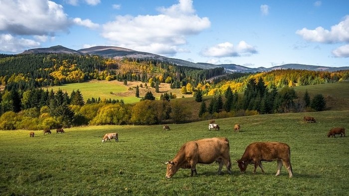 Kráľová Hora