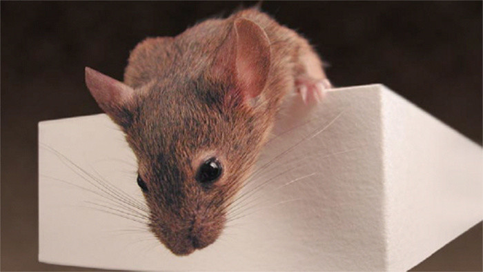 Slowakische Akademie der Wissenschaften will Tierversuche reduzieren