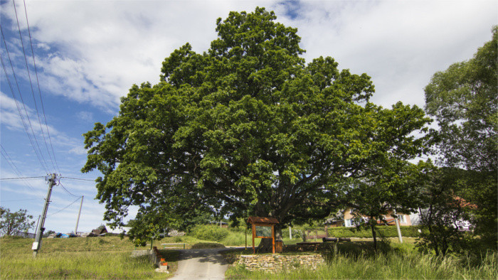 Slowakischer Baum des Jahres gekürt 