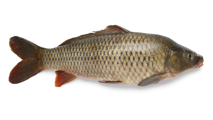Plnený kapor