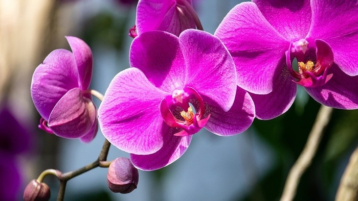 Lišajovce - Orchidey 3