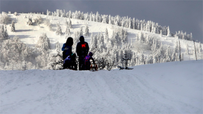 La surface des forêts s’élargit