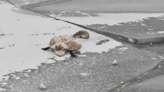 Grippe aviaire dépistée en Slovaquie
