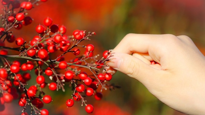 Zo zeme (s Barbarou) / Nandina
