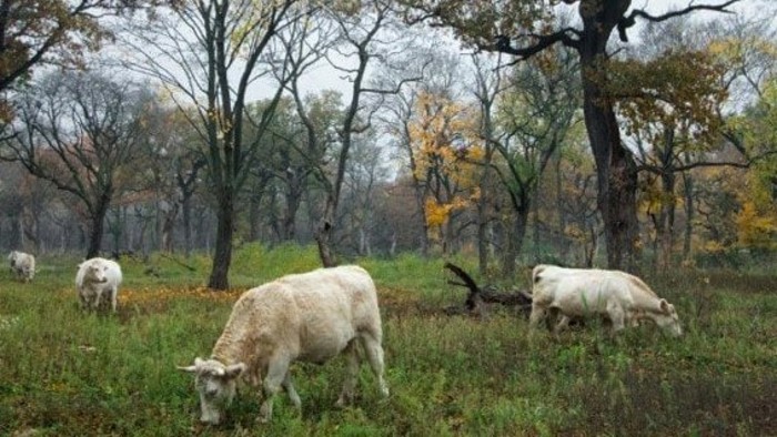 What grows in the Pannonian grove?