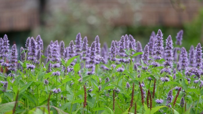 Zo zeme (s Barbarou) / Agastache anýzová