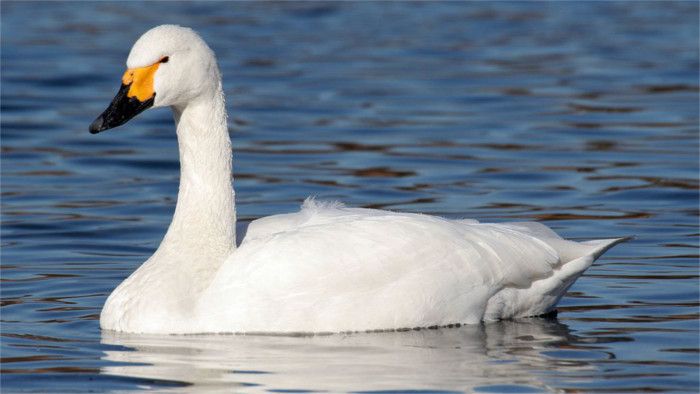 Pfeifschwan nach 52 Jahren wieder in der Ostslowakei 