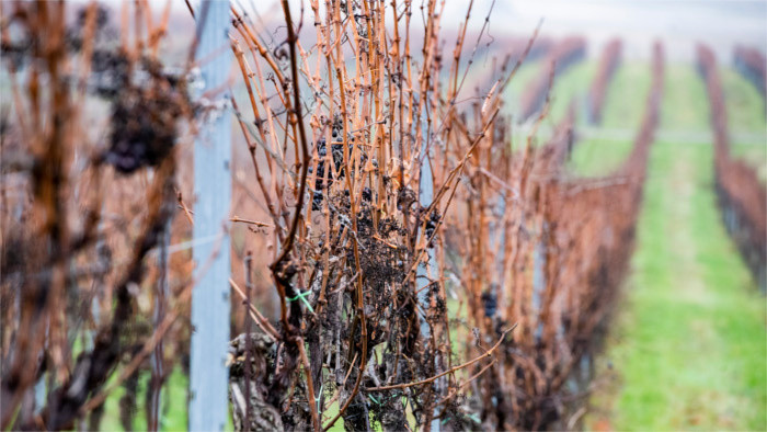 L'appel pour une solution rapide à la situation dans le secteur vitivinicole