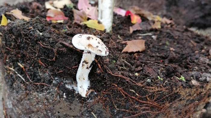 Zo zeme (s Barbarou) / Ako využiť mykorízu pre podporu rastlín 