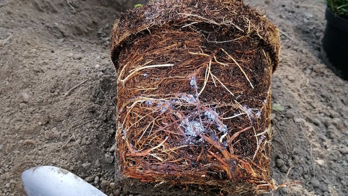 Zo zeme (s Barbarou) / Prospešná mykoríza