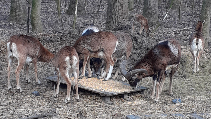 Mini ZOO v lesoparku Berek má nové prírastky
