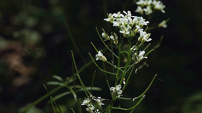 Jarná prírodná mágia – liečivé korene