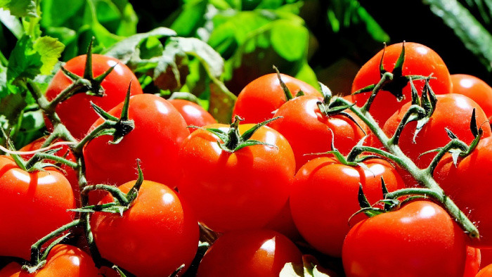Cestoviny s omáčkou zo cherry paradajok  