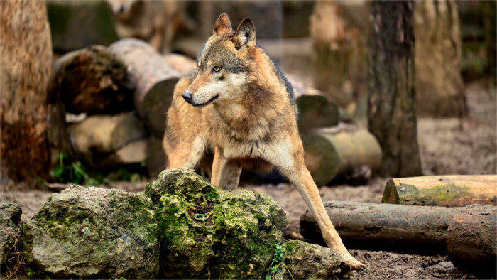 Le loup devient animal protégé en Slovaquie