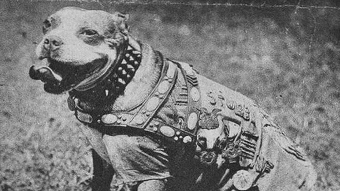 History check_FM: Seržant Stubby, štvornohý hrdina 1. svetovej vojny