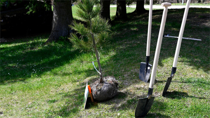 Un million d’arbres pour la Slovaquie