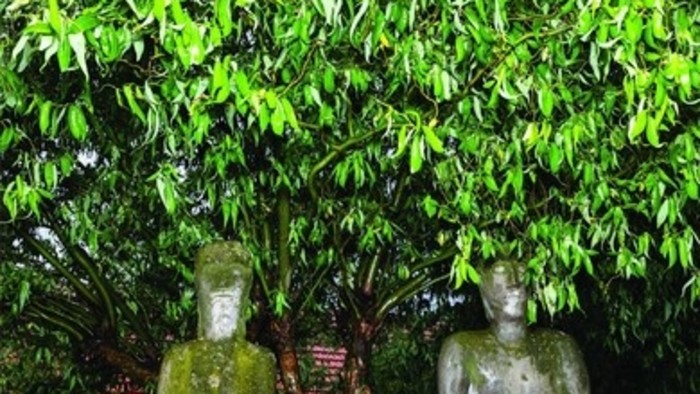 V nedeľu vstaňte o pol piatej a počúvajte vtáčí spev zo Schaubmarovho mlyna