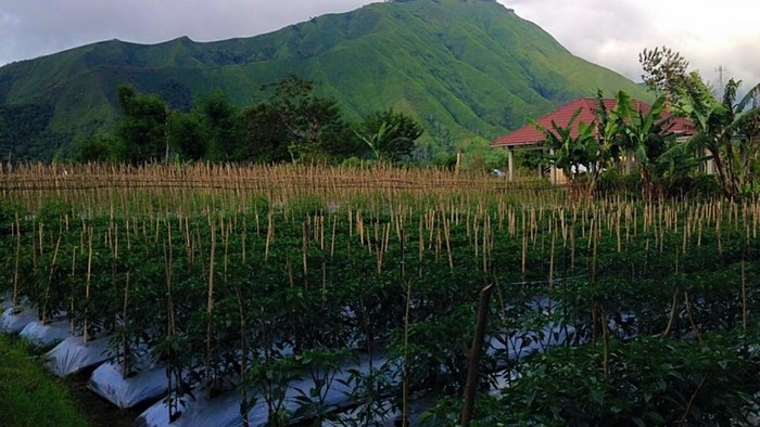 ÚrodnáPôdaVúdolíRinjani.jpg
