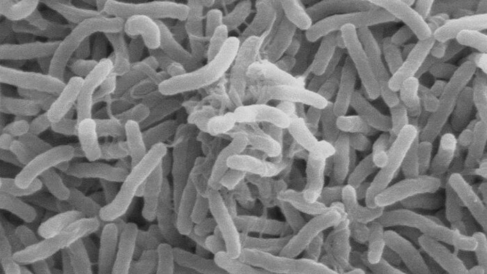 Bacteria that suggest the possibility of extra-terrestrial life