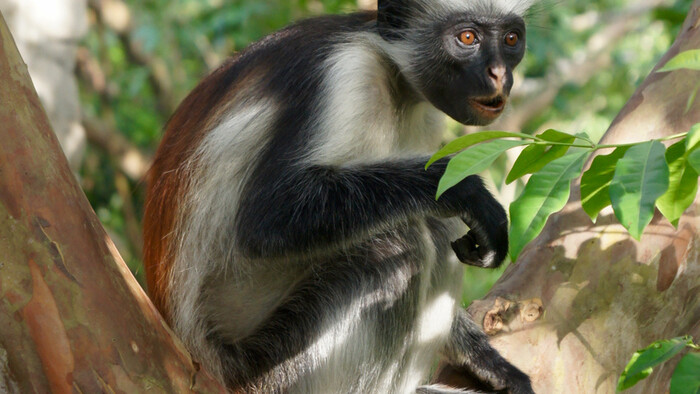 Zanzibar - Guareza.jpg