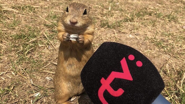 Lúka plná sysľov