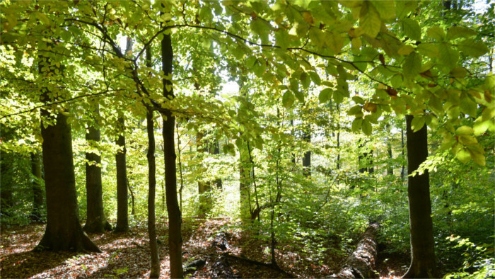 El Comité del Patrimonio Mundial de la UNESCO extiende la inscripción de los bosques primarios de hayas de los Cárpatos en la Li