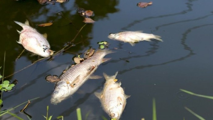 Tömeges hal- és rákpusztulás a Duna Gútor és Somorja környéki szakaszán