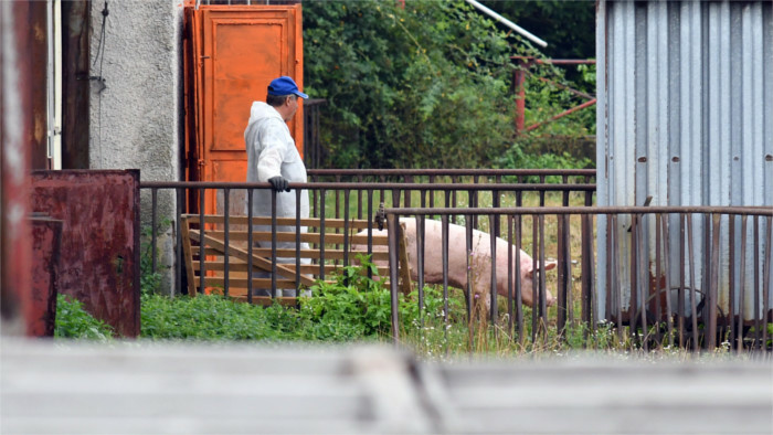 Peste porcine africaine: Abattage massif des sangliers