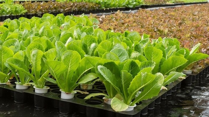 Zo zeme (s Barbarou) / Baby Leaf šalát do mesiaca