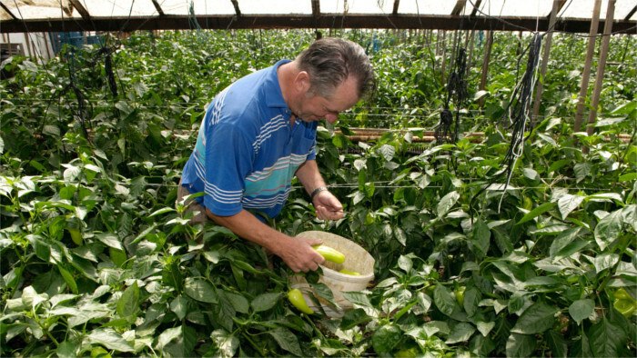 Agro-Sektor für erleichterte Beschäftigung von Saisonarbeitskräften