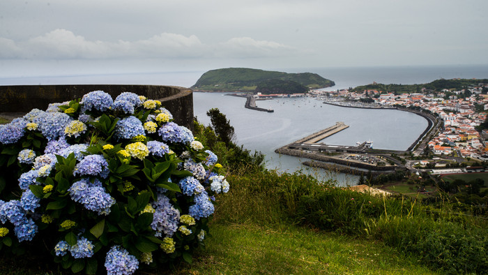FAIAL HORTENZIE .jpg