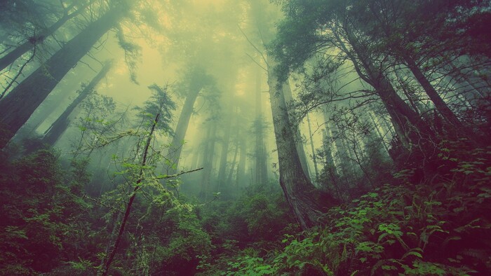 Nesúhlas s presunom Správy št. lesov pod envirorezort