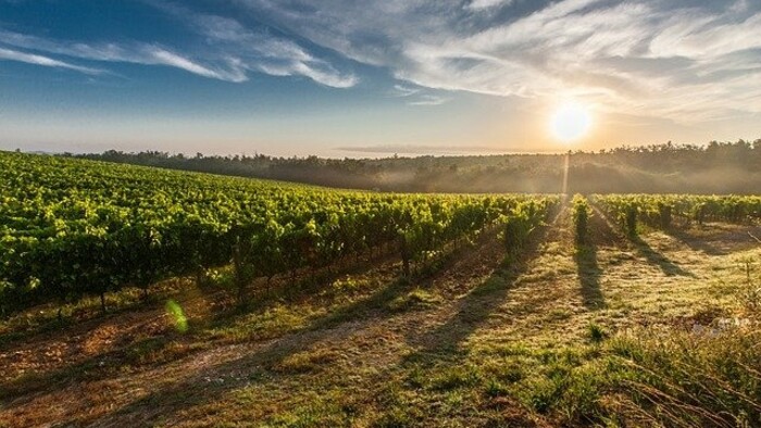 Obnova viníc na Slovensku
