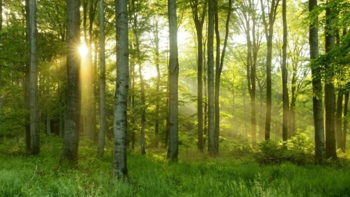 Műveljük, vagy inkább bízzuk a természetre a védett erdőinket?