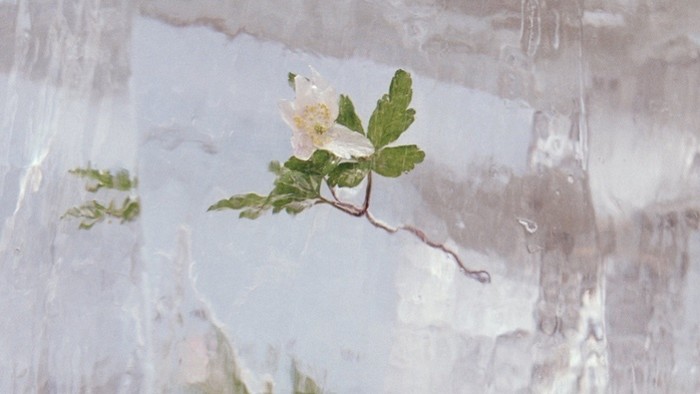 Album týždňa: Efterklang - Windflowers