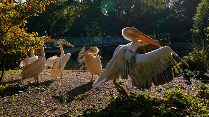 Rare bird spotted in eastern Slovakia 