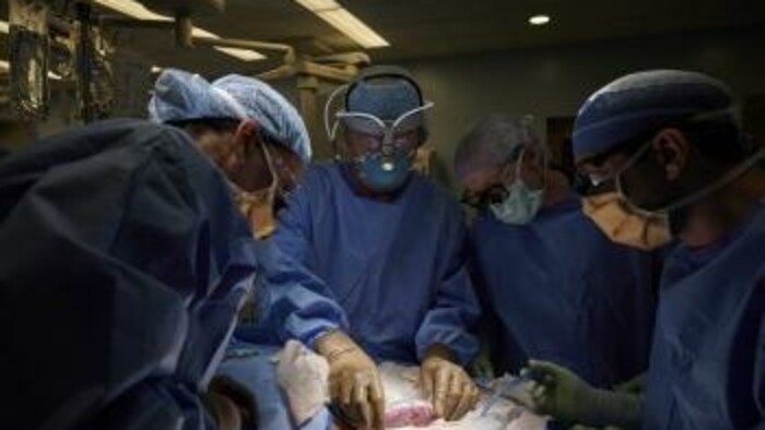 Americkí chirurgovia transplantovali prasaciu obličku človeku 