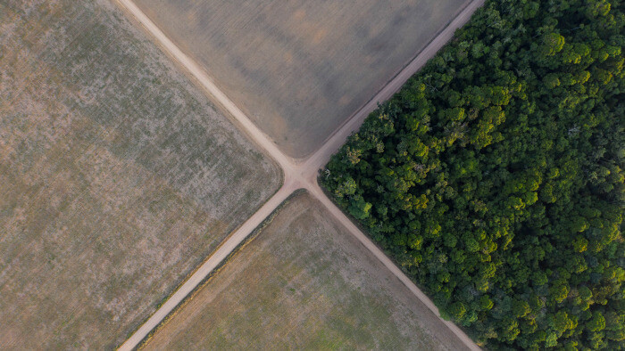 Wälder sind wichtig im Kampf gegen den Klimawandel