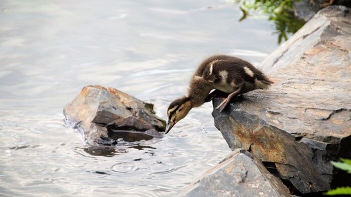 Zamyslenie / O pokoji a odvahe