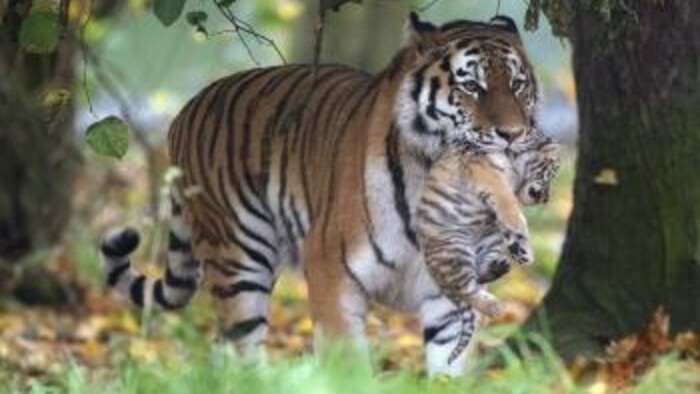 Tigre ani podobné šelmy už u súkromných chovateľov neuvidíme