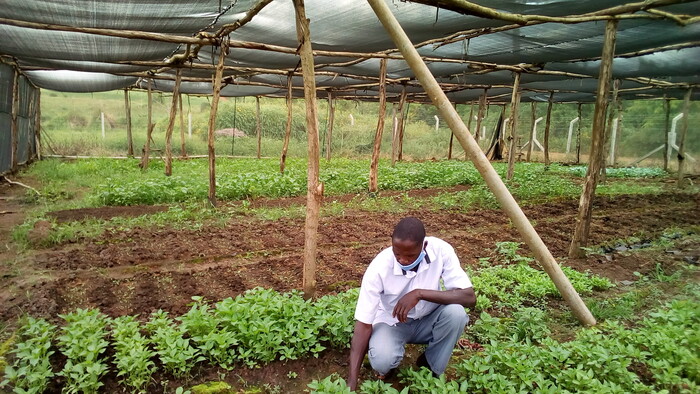 Etyang Paul Vegetable Nursery Bed_Kolping Family.jpg