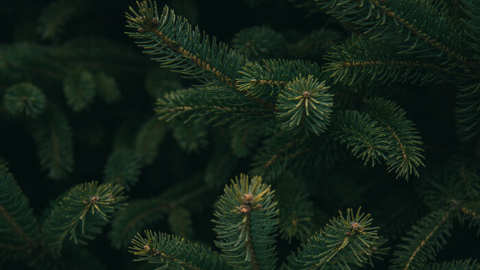 Mesto Bratislava začína zbierať vianočné stromčeky zo špeciálnych drevených ohrádok
