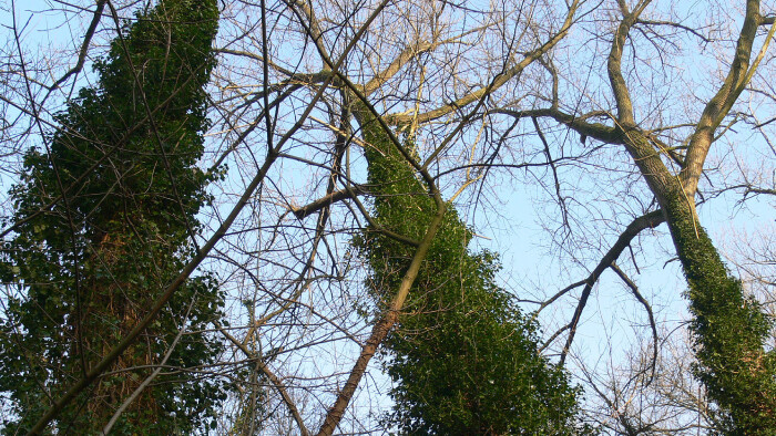 Brečtan