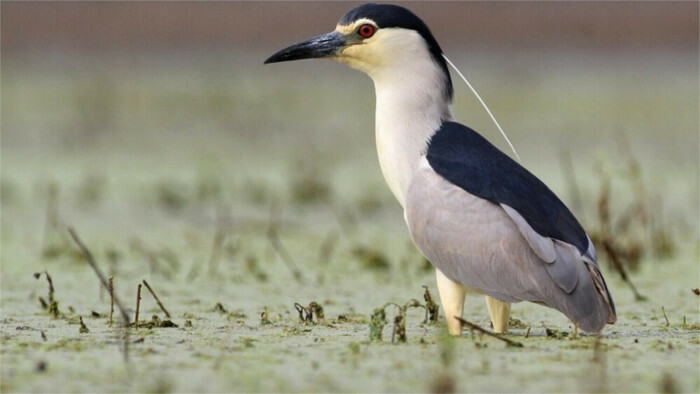 El 55º Recuento Internacional de Aves Acuáticas de invierno
