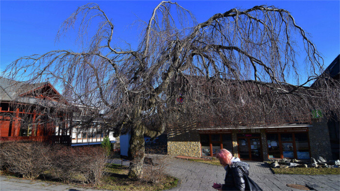 Un árbol de Eslovaquia compite por el título europeo del año 